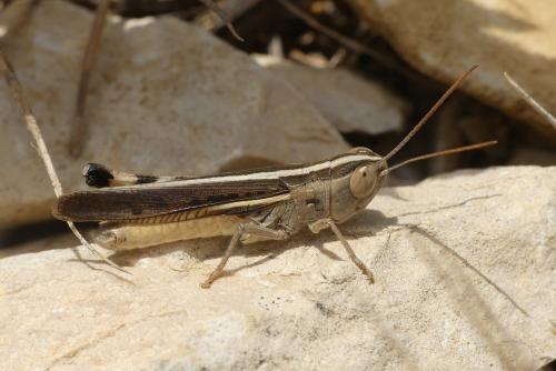 Ramburiella hispanica latipedium